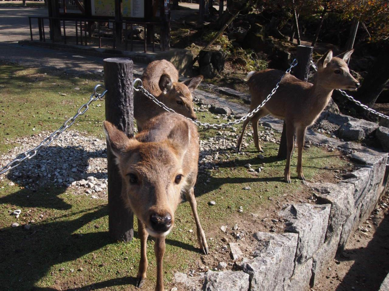 奈良公園